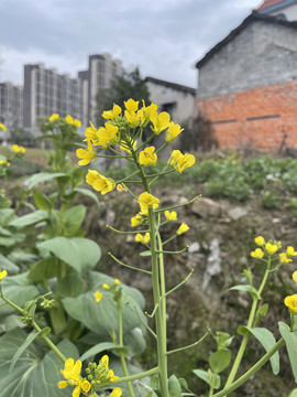 盛开的油菜花