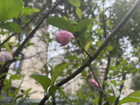 海棠花