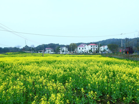 开天村油菜花