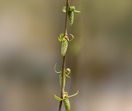 柳树萌芽