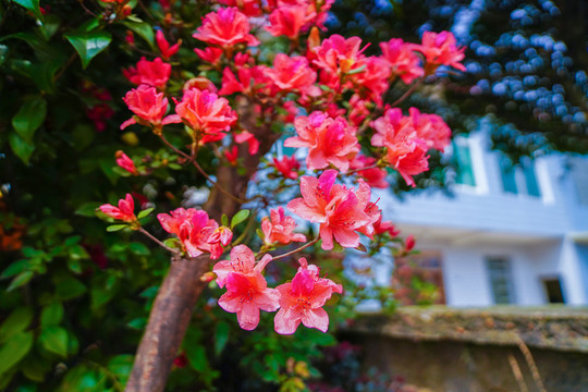 杜鹃花