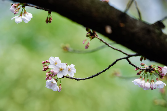 鸡鸣寺与玄武湖的樱花如期而至
