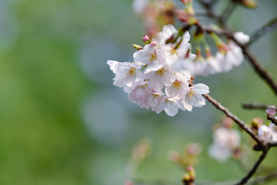 鸡鸣寺与玄武湖的樱花如期而至