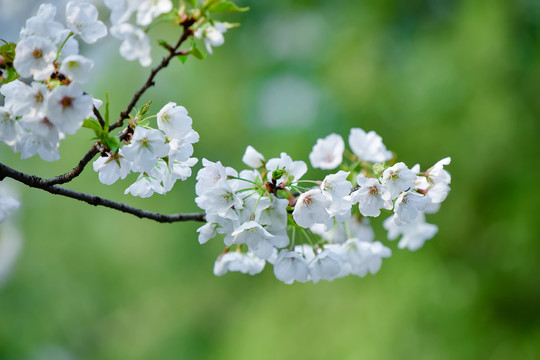 鸡鸣寺与玄武湖的樱花