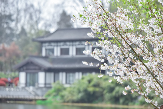 鸡鸣寺与玄武湖的樱花