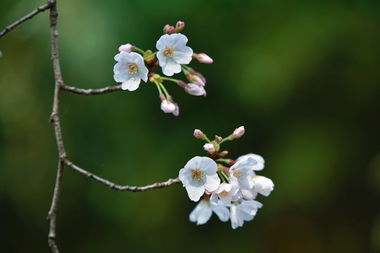 鸡鸣寺春天的樱花