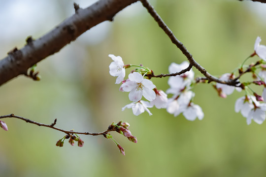 鸡鸣寺春天的樱花