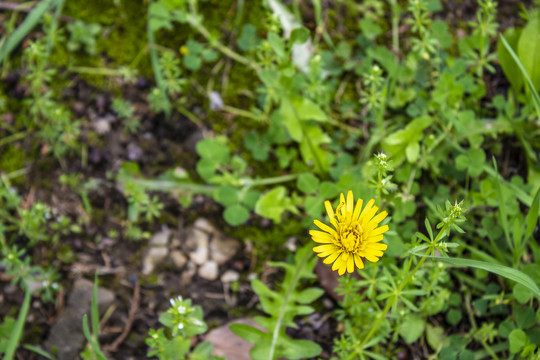 小黄花