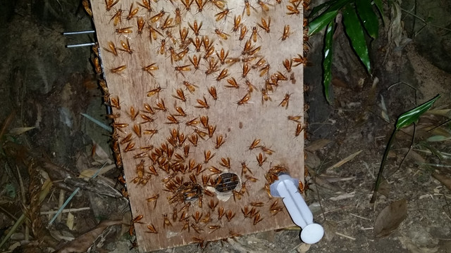 冬季养殖夜食蜂技术