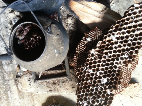 煮蜂巢水喝降低过敏度