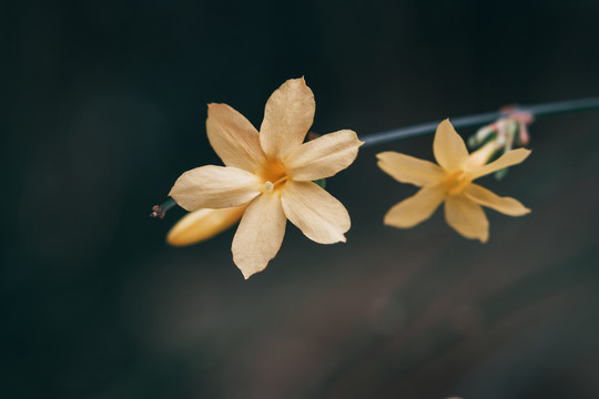 迎春花