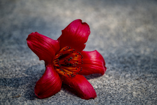 一朵红花