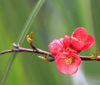碧桃