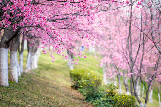 樱花