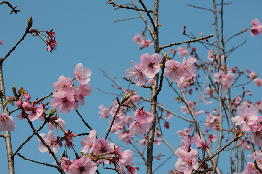 樱花