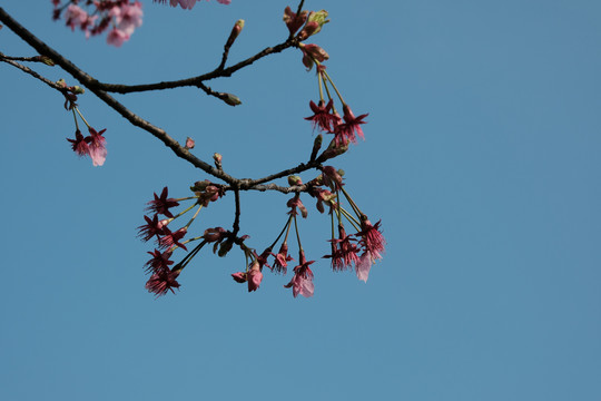 樱花