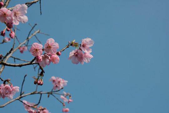 樱花