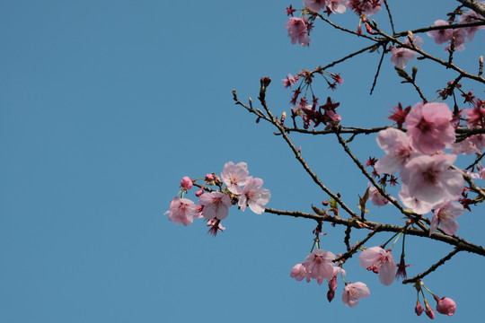 樱花