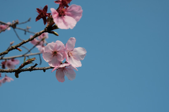 樱花