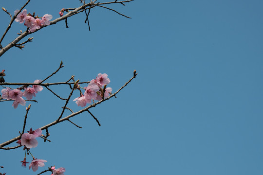 樱花