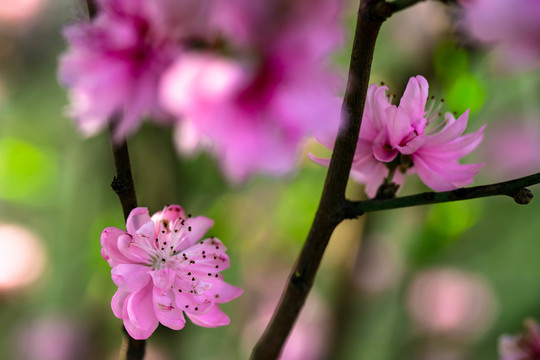 桃花