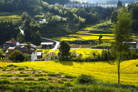 秋季田园