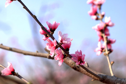 桃花