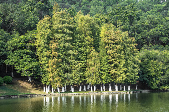 湖边水杉树