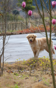 金毛犬