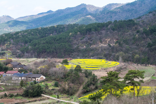 山区油菜花