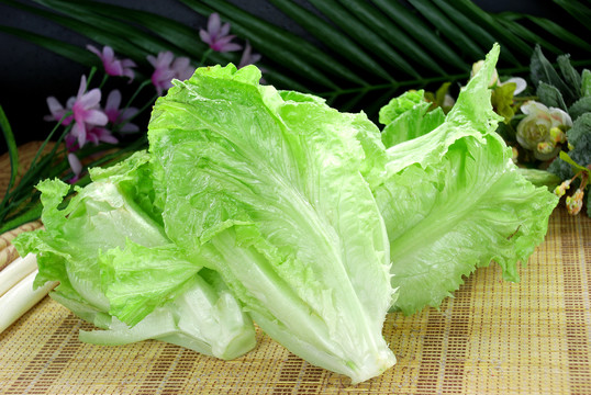 生菜