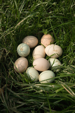 鸡蛋与青草