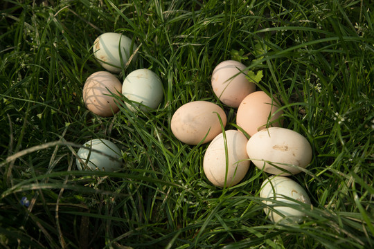 鸡蛋与青草