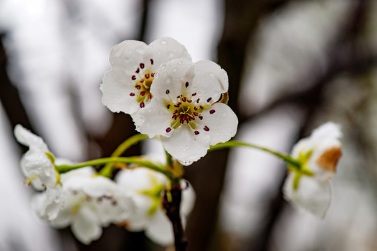 梨花