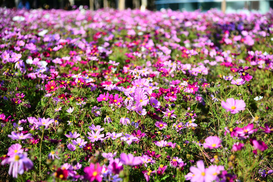 格桑花花海