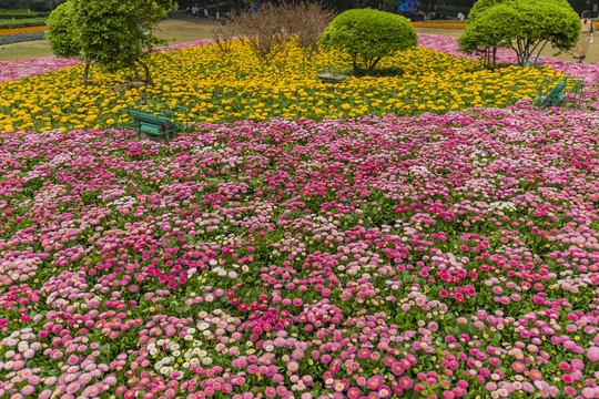 公园花草地