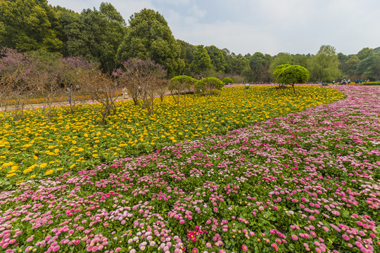 公园花草地