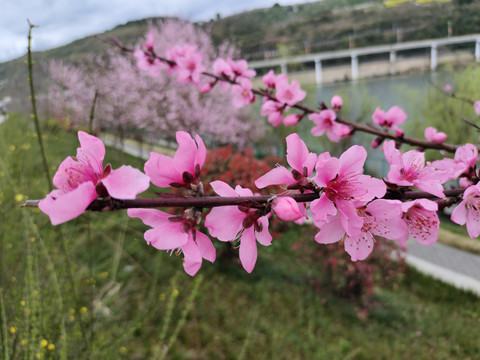 桃花特写
