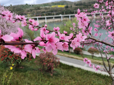 桃花