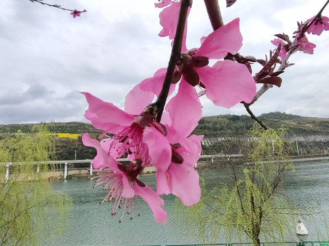 桃花特写