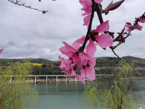桃花特写