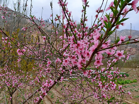 桃花素材