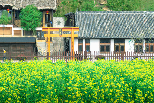 宁波东钱湖油菜花