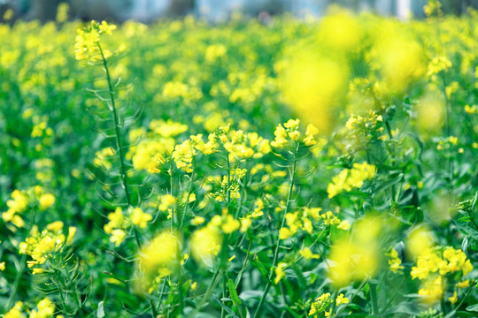 宁波东钱湖油菜花