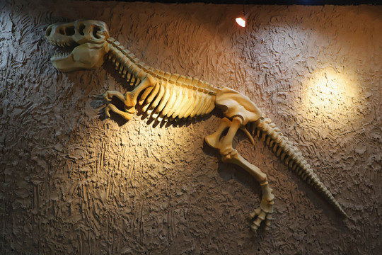 恐龙骨装饰
