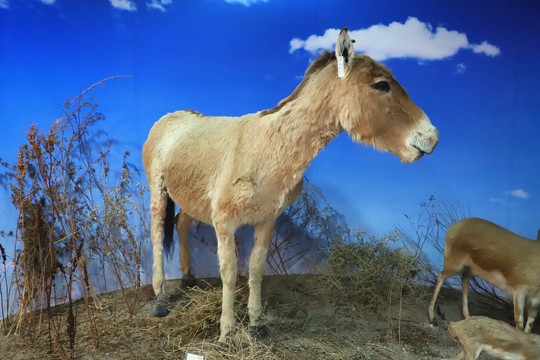 蒙古野驴标本
