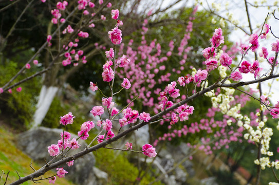 梅花