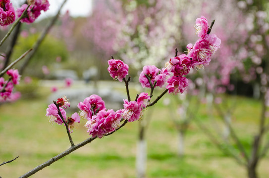 梅花