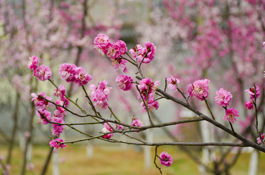 梅花
