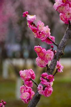 梅花